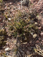 Cymopterus humilis