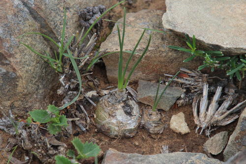 Drimia sclerophylla