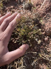 Cymopterus humilis