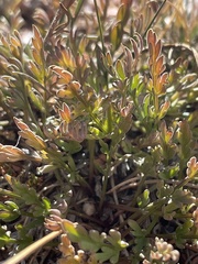 Cymopterus humilis