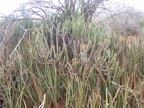 Euphorbia lydenburgensis