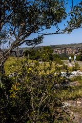 Euryops brevipapposus