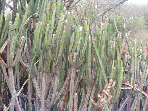 Euphorbia lydenburgensis, photograph 1