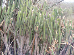 Euphorbia lydenburgensis