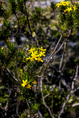 Euryops brevipapposus