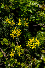 Euryops brevipapposus