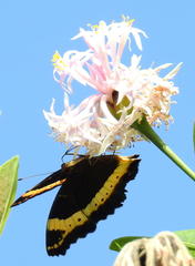 Dais cotinifolia