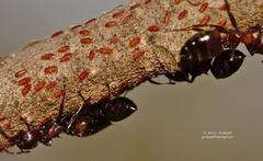 Crematogaster castanea