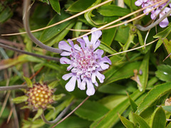 Scabiosa lacerifolia