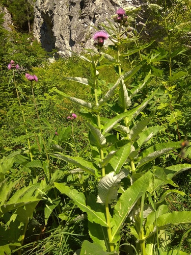 Cirsium helenioides