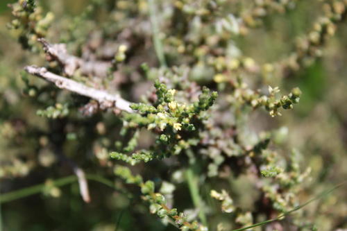 Redleg River Ganna (Caroxylon glabrescens)
