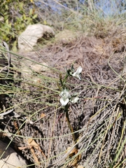 Chloraea galeata