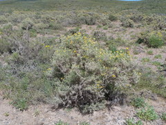 Anarthrophyllum rigidum