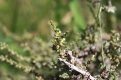 Caroxylon glabrescens