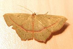Traminda vividaria