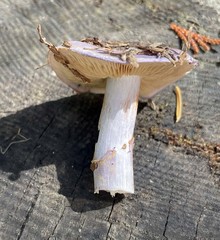 Cortinarius subfoetidus