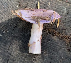 Cortinarius subfoetidus