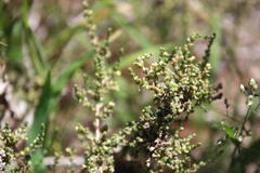 Caroxylon glabrescens