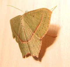 Traminda vividaria