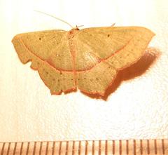 Traminda vividaria