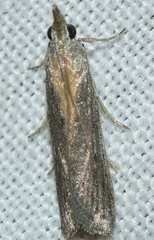 Epischnia illotella