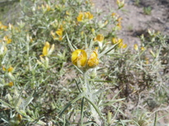 Anarthrophyllum rigidum