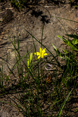 Hypoxis argentea