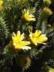 Cullumia carlinoides