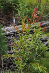 Melaleuca pallida