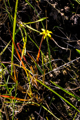 Hypoxis filiformis