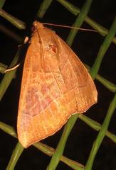 Achaea trapezoides