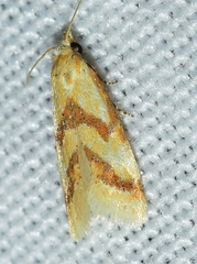 Aethes bilbaensis