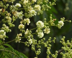 Acaciella