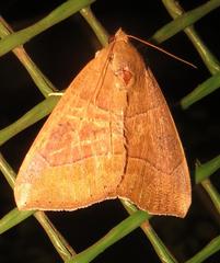 Achaea trapezoides