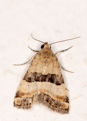 Pseudozarba bipartita