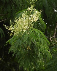 Acaciella