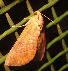 Achaea trapezoides