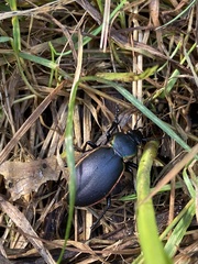 Carabus marginalis