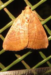 Achaea trapezoides