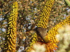 Aloe marlothii marlothii