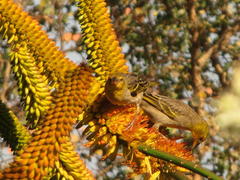 Aloe marlothii marlothii