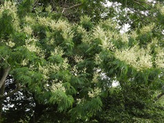 Acaciella