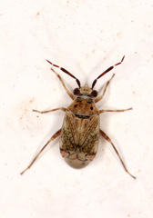 Eurystylus bellevoyei