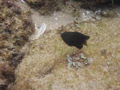 Chrysiptera unimaculata