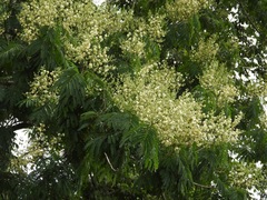 Acaciella