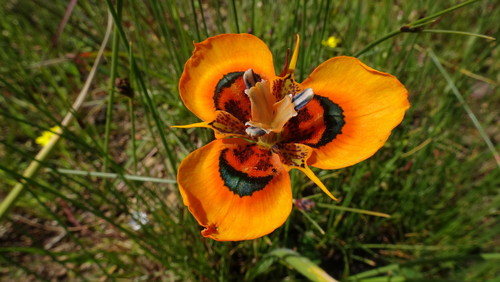 Image of Moraea tulbaghensis by (c) Paul Emms, some rights reserved (CC BY-SA)