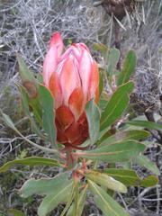 Protea susannae