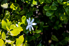 Jasminum multipartitum
