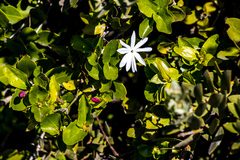 Jasminum multipartitum