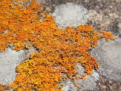 Xanthoria aureola